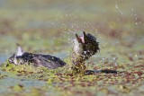 _MG_2136 Least Grebe.jpg