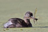 _MG_3355 Least Grebe.jpg