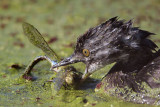 _MG_3639 Least Grebe.jpg