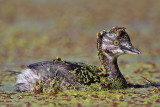 _MG_3860 Least Grebe.jpg
