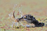 _MG_3949 Least Grebe.jpg