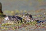 _MG_4448 Least Grebe.jpg