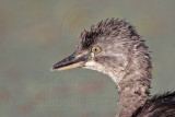 _MG_4768 Least Grebe.jpg