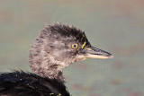 _MG_4780 Least Grebe.jpg