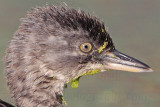 _MG_4863 Least Grebe.jpg
