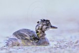 _MG_6378 Least Grebe.jpg
