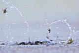 _MG_6469 Least Grebe.jpg