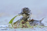 _MG_6850 Least Grebe.jpg