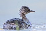 _MG_6883 Least Grebe.jpg