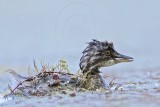 _MG_6898 Least Grebe.jpg
