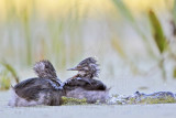 _MG_6986 Least Grebe.jpg