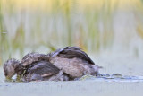 _MG_6988 Least Grebe.jpg