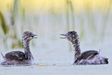 _MG_7016 Least Grebe.jpg