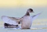 _MG_7170 Least Grebe.jpg