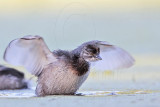 _MG_7173 Least Grebe.jpg