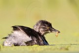 _MG_8220 Least Grebe.jpg