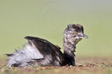 _MG_8524 Least Grebe.jpg