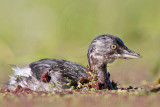 _MG_8697 Least Grebe.jpg