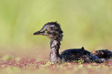 _MG_8744 Least Grebe.jpg