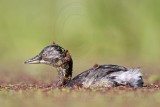 _MG_8750 Least Grebe.jpg