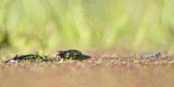 _MG_8780 Least Grebe.jpg