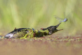 _MG_8781 Least Grebe.jpg