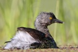 _MG_8850 Least Grebe.jpg