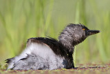 _MG_8861 Least Grebe.jpg