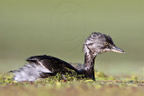 _MG_8964 Least Grebe.jpg