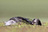 _MG_8965 Least Grebe.jpg