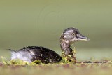 _MG_9007 Least Grebe.jpg