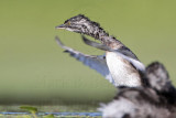 _MG_9201 Least Grebe.jpg