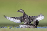 _MG_9220 Least Grebe.jpg