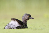 _MG_9922 Least Grebe.jpg