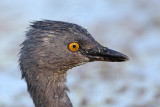 _MG_5892 Least Grebe.jpg