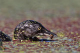 _MG_8119 Least Grebe.jpg