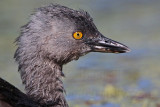 _MG_5453 Least Grebe.jpg