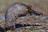_MG_5458 Least Grebe.jpg