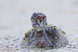 _MG_9428 Least Grebe.jpg