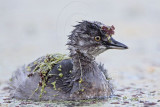 _MG_9433 Least Grebe.jpg