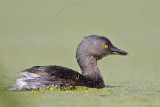_MG_0442 Least Grebe.jpg