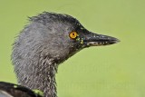 _MG_0876 Least Grebe.jpg