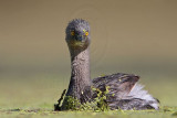 _MG_1193 Least Grebe.jpg