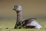 _MG_1212 Least Grebe.jpg