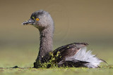 _MG_1219 Least Grebe.jpg