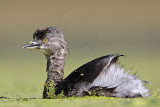 _MG_1280 Least Grebe.jpg