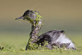 _MG_1286 Least Grebe.jpg