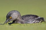_MG_1547 Least Grebe.jpg