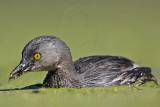 _MG_1548 Least Grebe.jpg