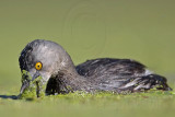_MG_1552 Least Grebe.jpg